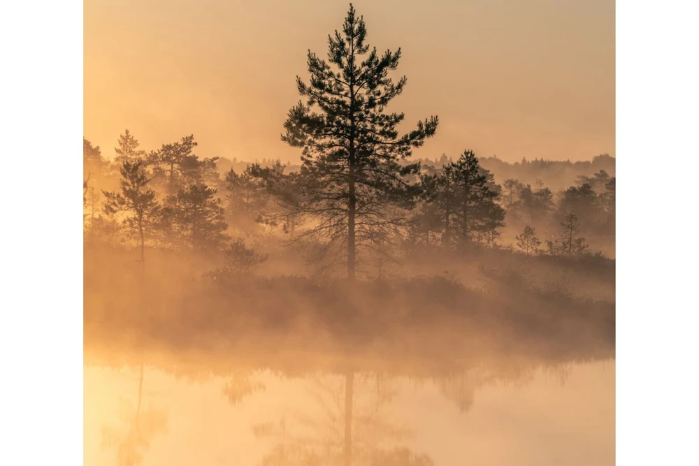 MIDSUMMER (drukāts audums, daļēji aptumšojošs)